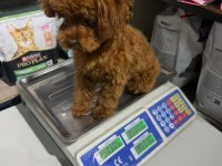 Kore yetişkin ve toy poodle bebekler