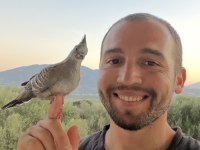 Crested pigeon (Avustralya kumrusu)