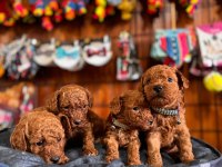 Muhteşem toy Poodle bebekler