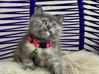 British Shorthair Yavrular