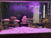 F0 TROPHEUS ve MAKRAKANTA balıklar
