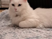 MECBURİYETTEN ANKARA KEDİSİ / DİŞİ / İSTANBUL