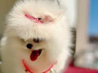 Üst Düzey Kalitede Beyaz Pomeranian Dişi Yavru