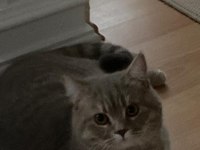 9 AYLIK UYSAL SCOTTİSH FOLD KEDİSİ