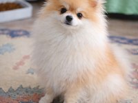 Pomeranian Mini Boy Bakımlı