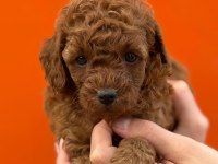 Güvenilir Çiftliğimizden Poodle