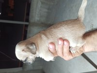 SIFIR BURUN GÜL KUYRUKLU PUG MOPS YAVRULAR