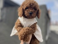 Red Brown Toy Poodle Yavrular