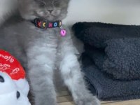 Kedimiz lavabo lavabo ihtiyacını öğrenmiştir
