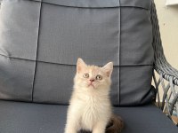 British shorthair yavrular