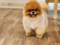 GERÇEK AYI SURAT POMERANİAN BOO TÜRKİYENİN ENLERİ