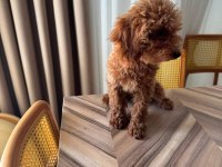 3 AYLIK ERKEK TOY POODLE