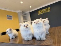 ORJİNAL IRK YAVRU KEDİLER MAGAZAMIZDA CANLI GÖRÜN