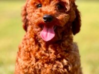 A kalite toy poodle yavru köpekler