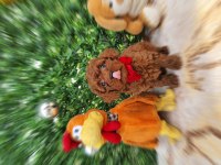 Oyuncak değil gerçek poodle