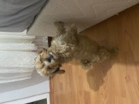 2 aylık yavru Maltipoo acil sahiplendirme aileden dolayı
