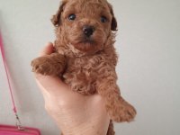 2 erkek poodle 2 aylık