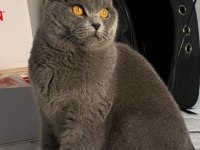 Sahiplendirme british shorthair