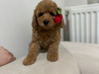Yüksek Kalite Maltipoo Dişi Yavru