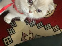 6 aylık dişi scottish fold