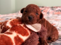 Kore Teacup Ve Toy Poodle Yavruları