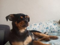 6 aylık erkek minyatür pinscher