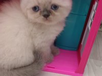 British Shorthair Yavruları