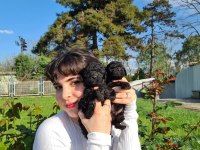 SİYAH TOY POODLE YAVRULARIMIZ