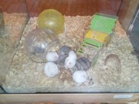 Yavru hamster