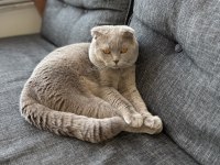 Scottish fold erkek 1 yaşında