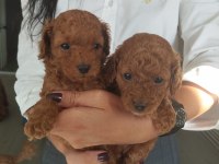 Birbirinden Güzel Toy Poodle Bebeklerimiz