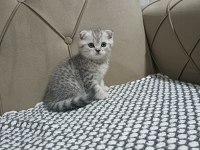 Scottish Fold Silver Biblo Surat
