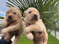 Golden retriever yavrular