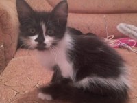 YALNIZ KALAN SMOKİN KIZ KEDİMİZ YUVA ARIYOR