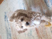 İzmir erkek maltipoo
