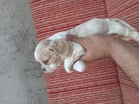 Cavalier king charles bebişler