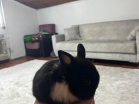 Cüce tavşan yavru
