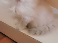 Tombul şirin silver british longhair erkek