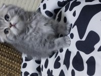 Yavru scottish fold kedilerimiz teslime hazırdır