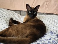 ERKEK SİYAM KEDİME EŞ ARIYORUM