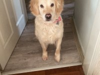 Golden Retriever Köpeğimizi Sahiplendirme