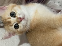 Golden baby british shorthair