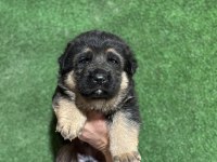 Şecereli alman kurdu yavrular için rezerve yapabilirsiniz