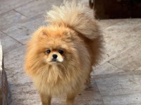 Pomeranian boo yavrumuz