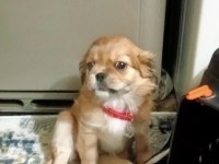 2 aylık dişi pekinez köpeği