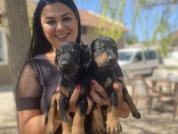 Secereli doberman yavrularım