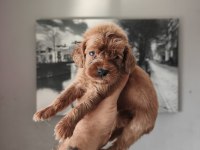 Maltipoo bebekleri