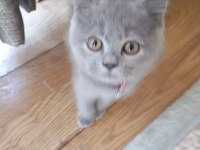 Minik Prenses British Shorthair
