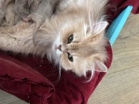 Safkan dişi british longhair kediler sahiplendirilecektir