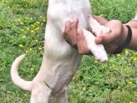 Geyik kafa şivava